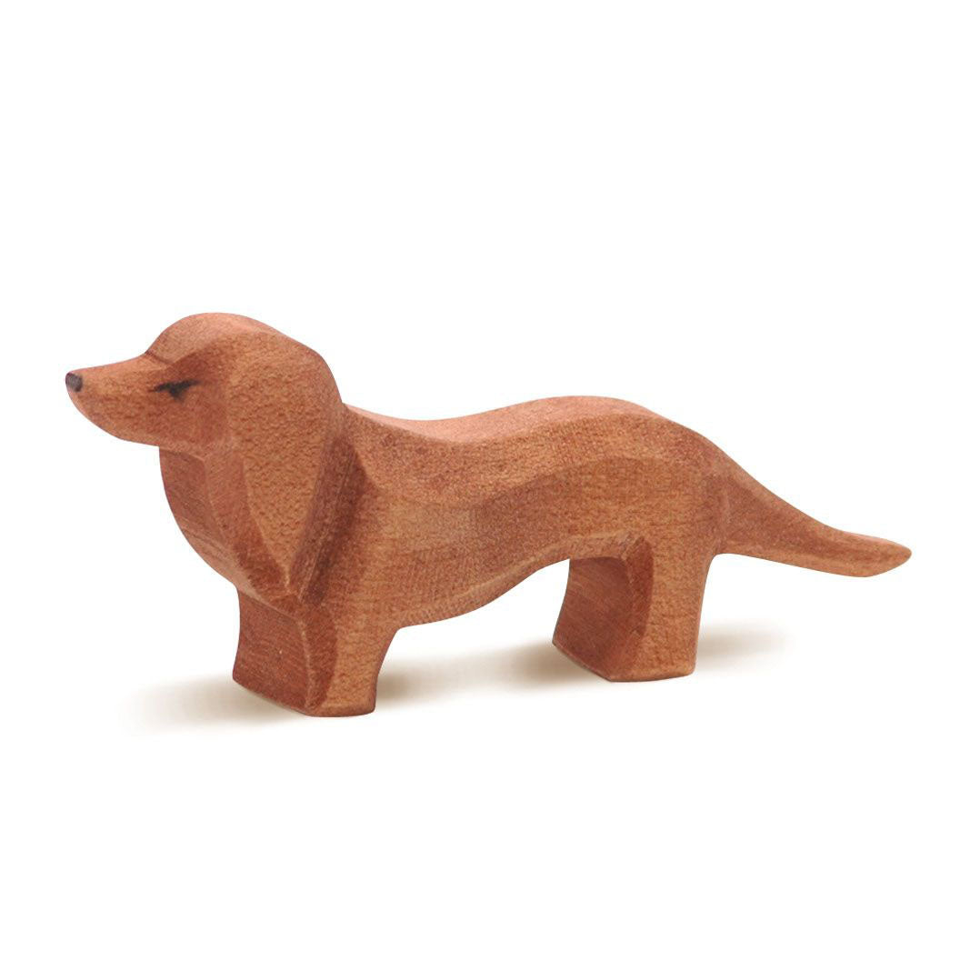 Dachshund